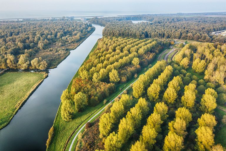 Autumn trees from my drone