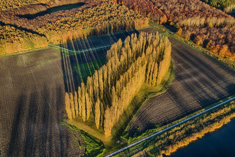 Long shadows at De Groene Kathedraal