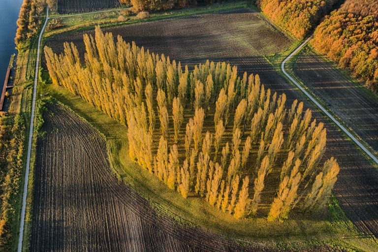 Autumn colours at De Groene Kathedraal