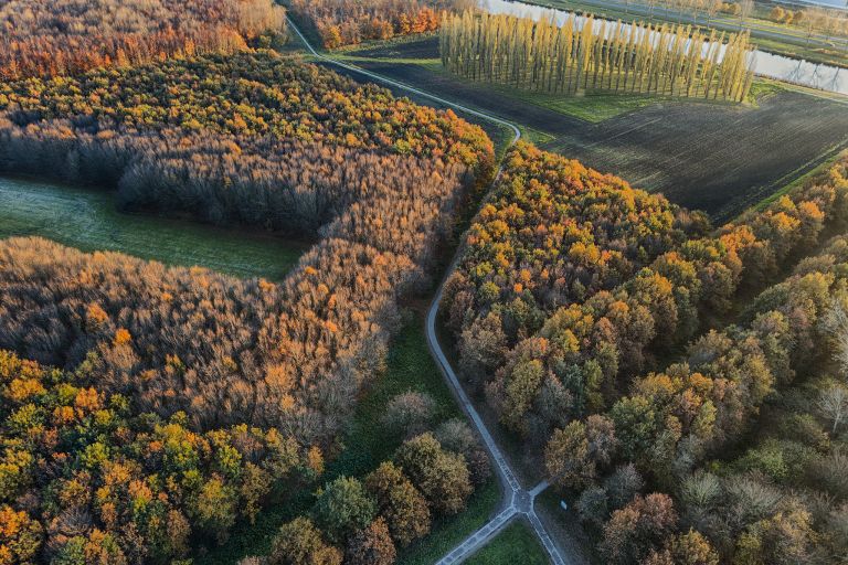 Autumn trees from my drone