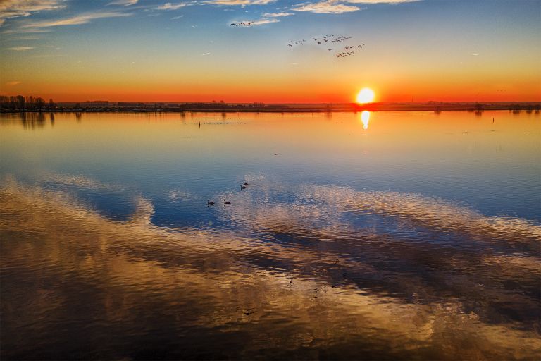 Geese and swans during sunset