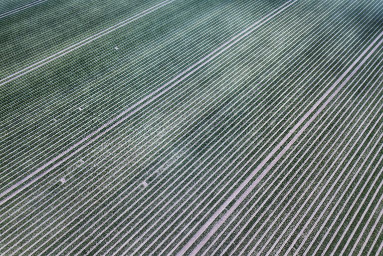 Rows of tulips without flowers