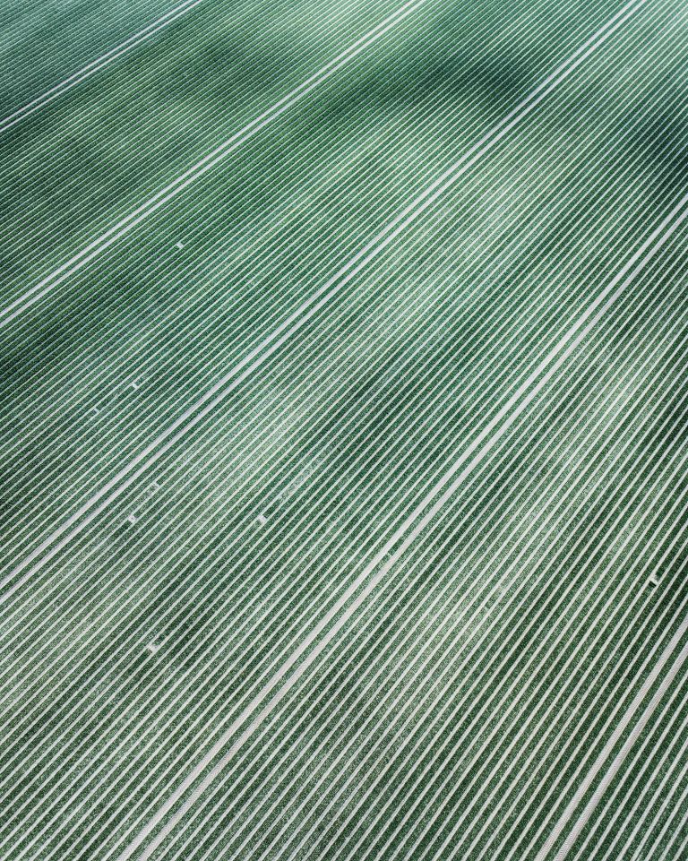 Abstract patterns in a tulip field