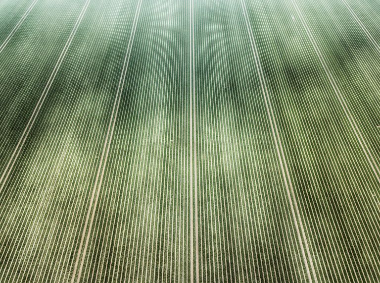 Tulip field without flowers, as seen from my drone