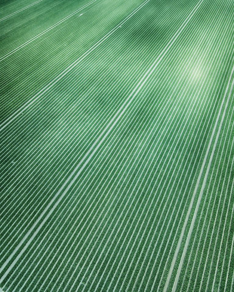 Tulip field patterns from above