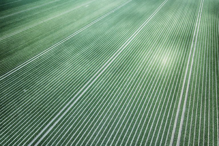 Endless rows of tulips without flowers