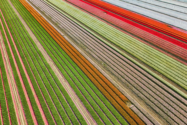 Tulip field near Almere-Haven