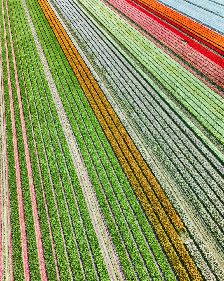 Closed tulip flowers from the sky