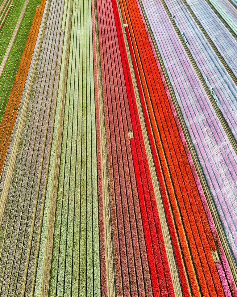 Coloured tulips start to appear