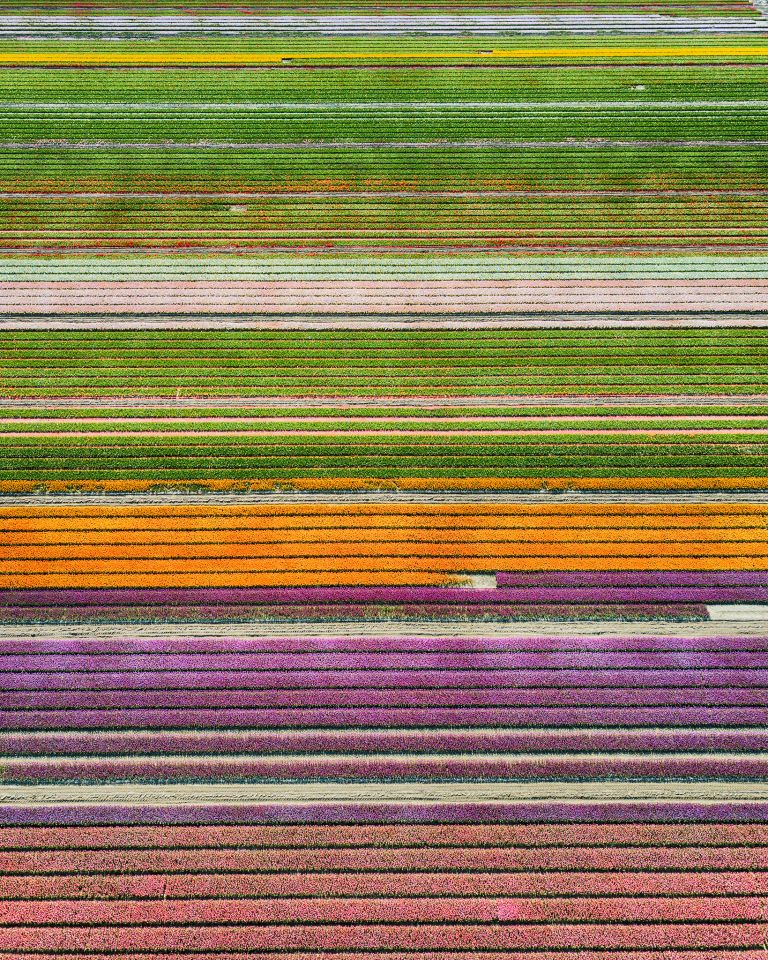 Different colours in the tulip field