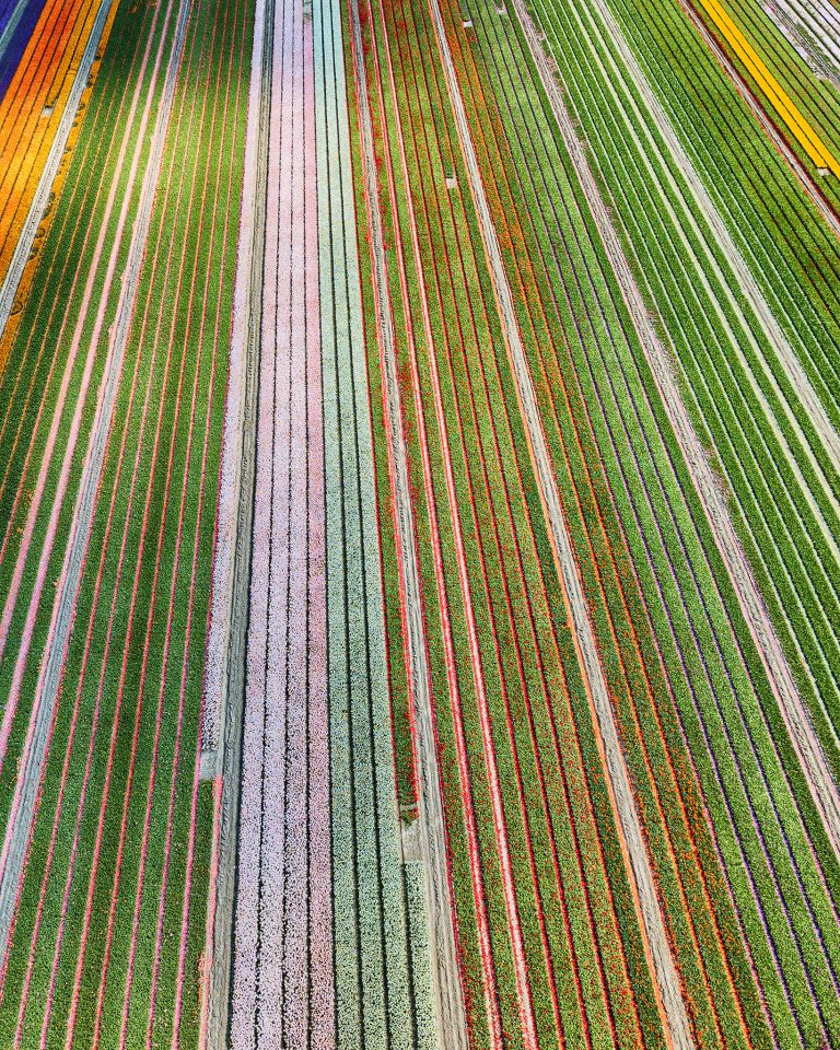 Tulip field patterns from above