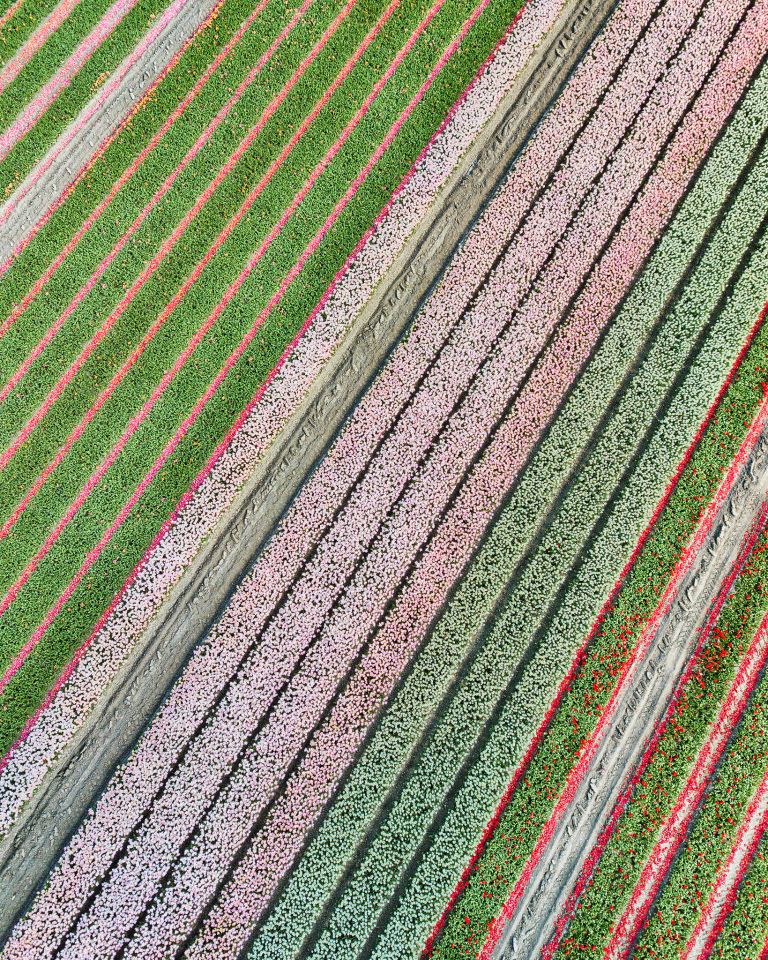 Tulip field patterns from above