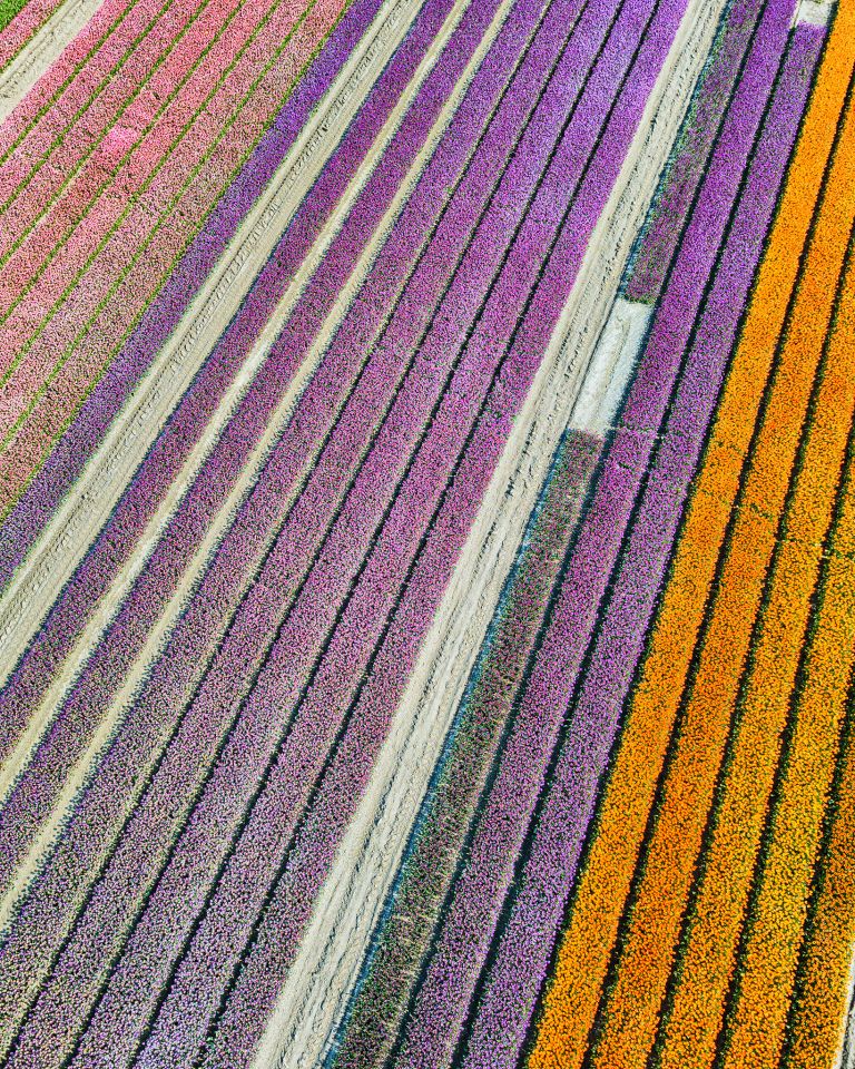 Tulip colours from above