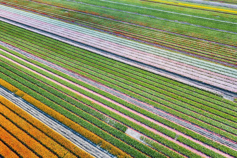 Field of unopened tulips