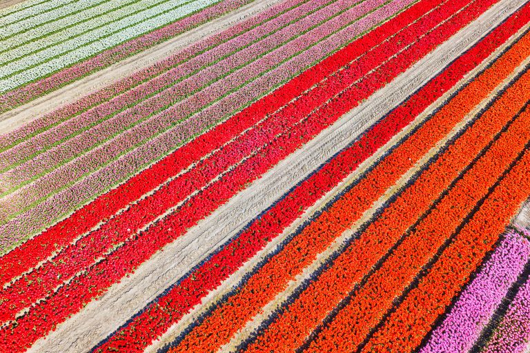 Some open tulips near Almere-Haven
