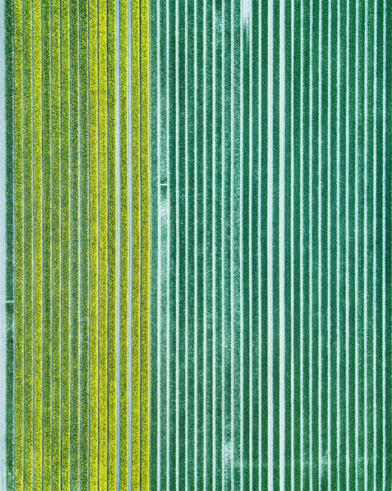 Tulip patterns from my drone