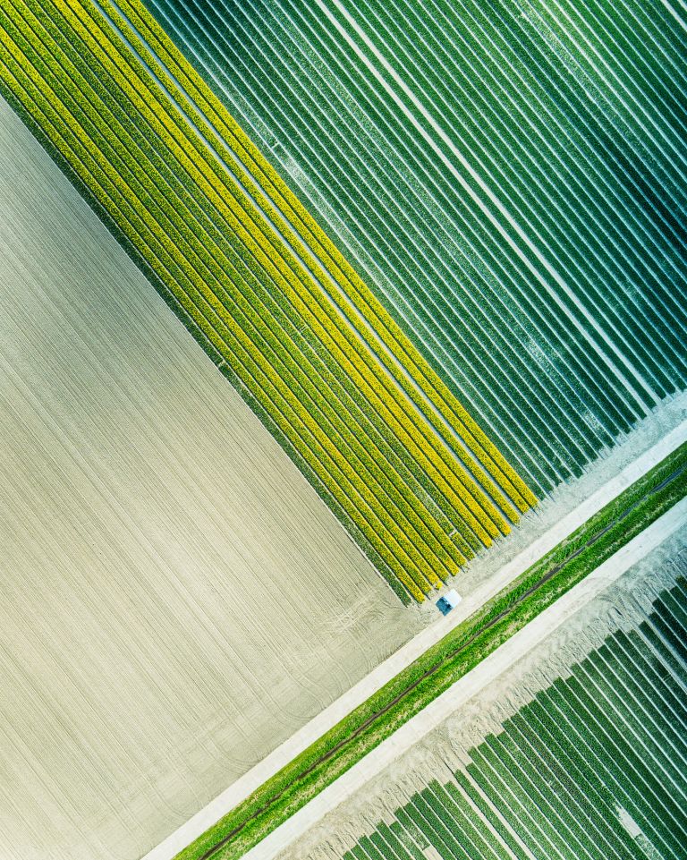 Abstract tulip field patterns