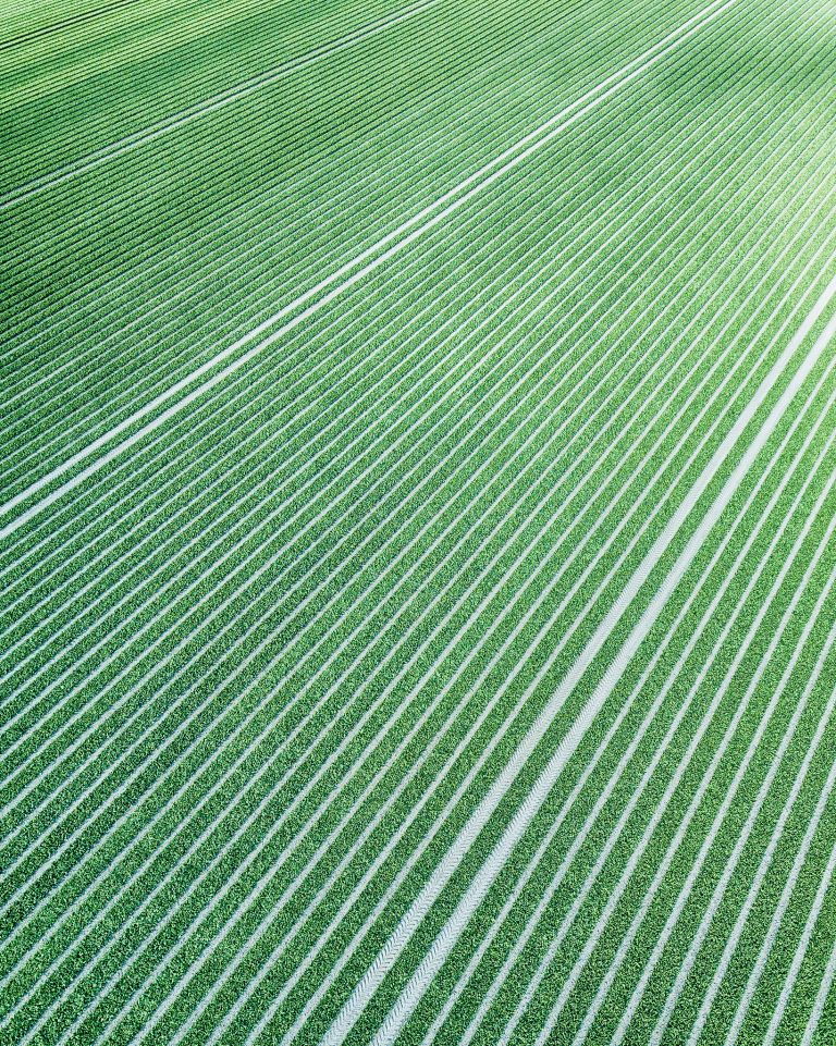 Field of closed tulips from above