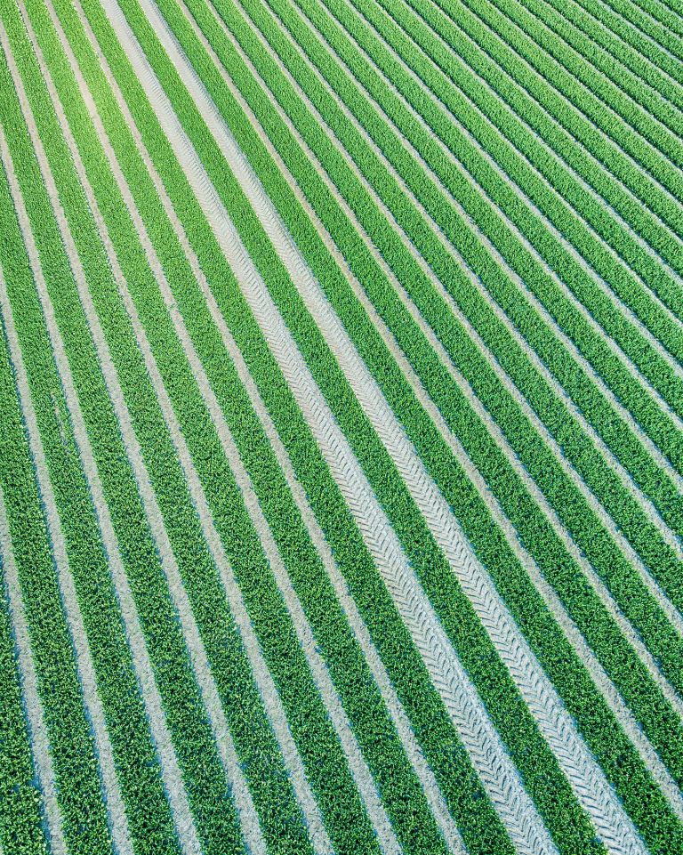 Tulips and tractor tracks