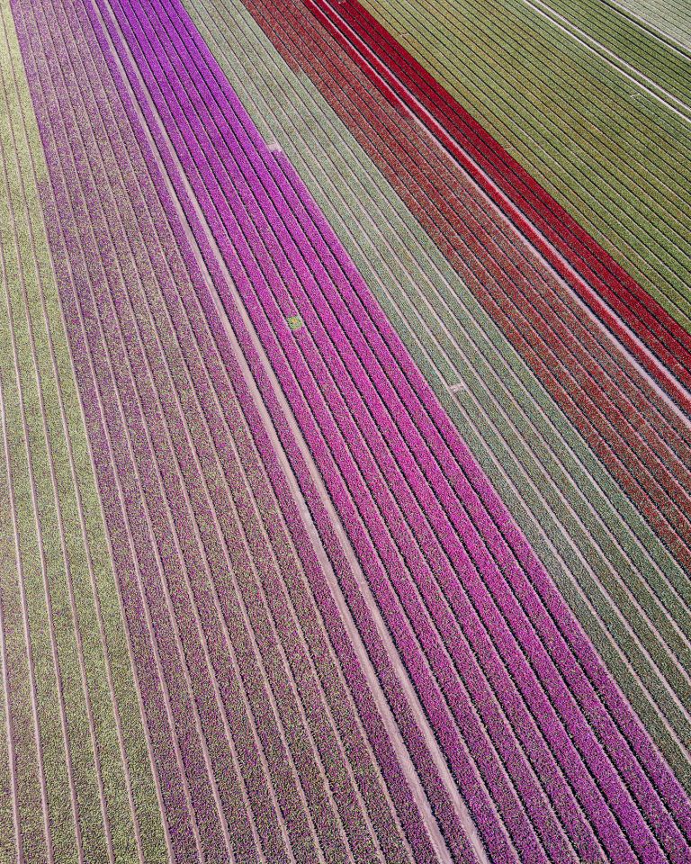 Tulip field by drone near Almere