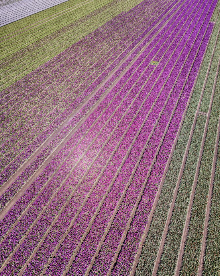 Tulip field by drone near Almere