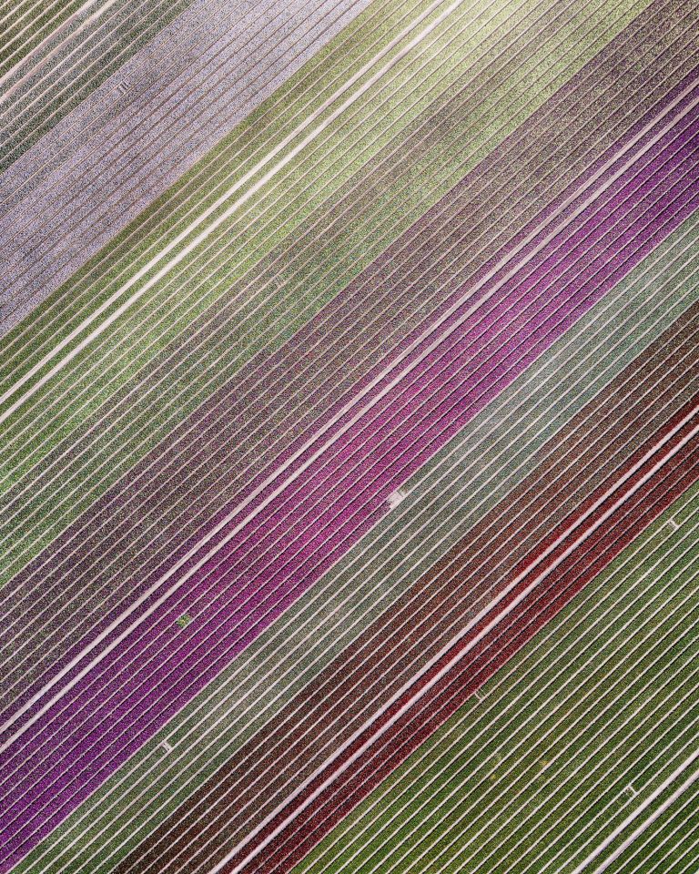 Top-down drone picture of a tulip field