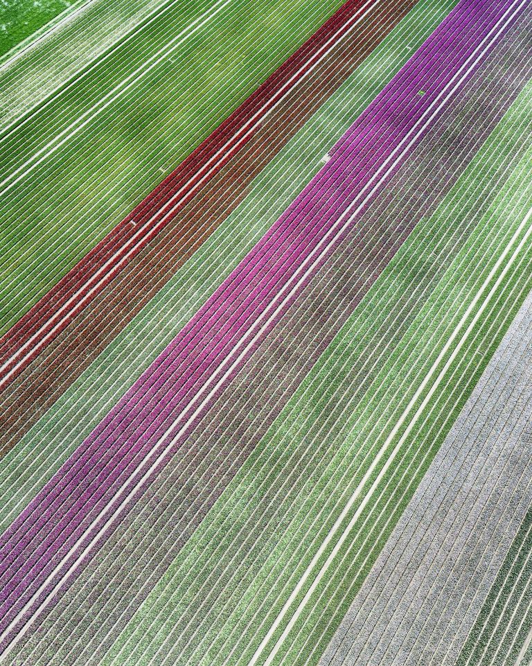 Tulip field by drone near Almere