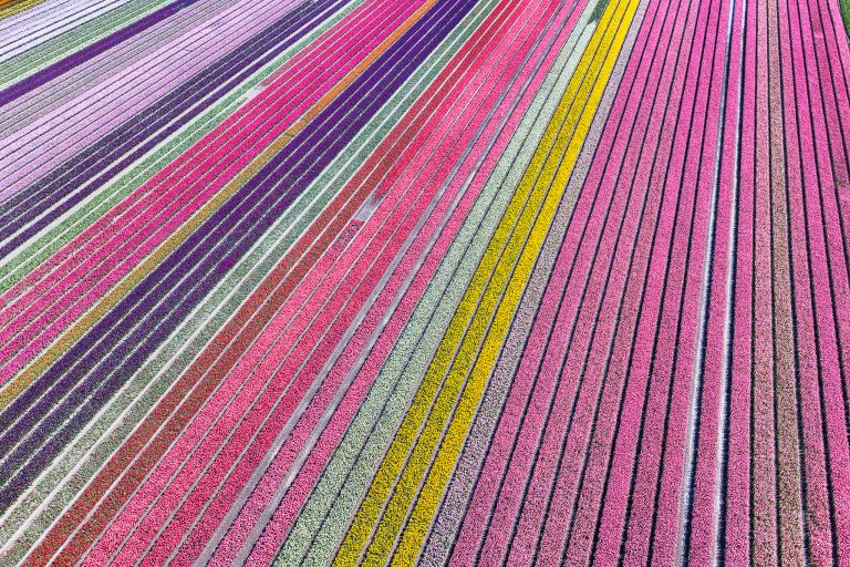 Tulip field by drone near Almere