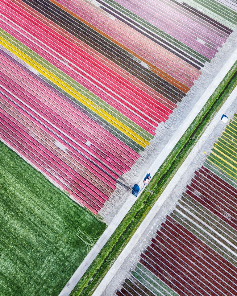 Tulip field by drone near Almere