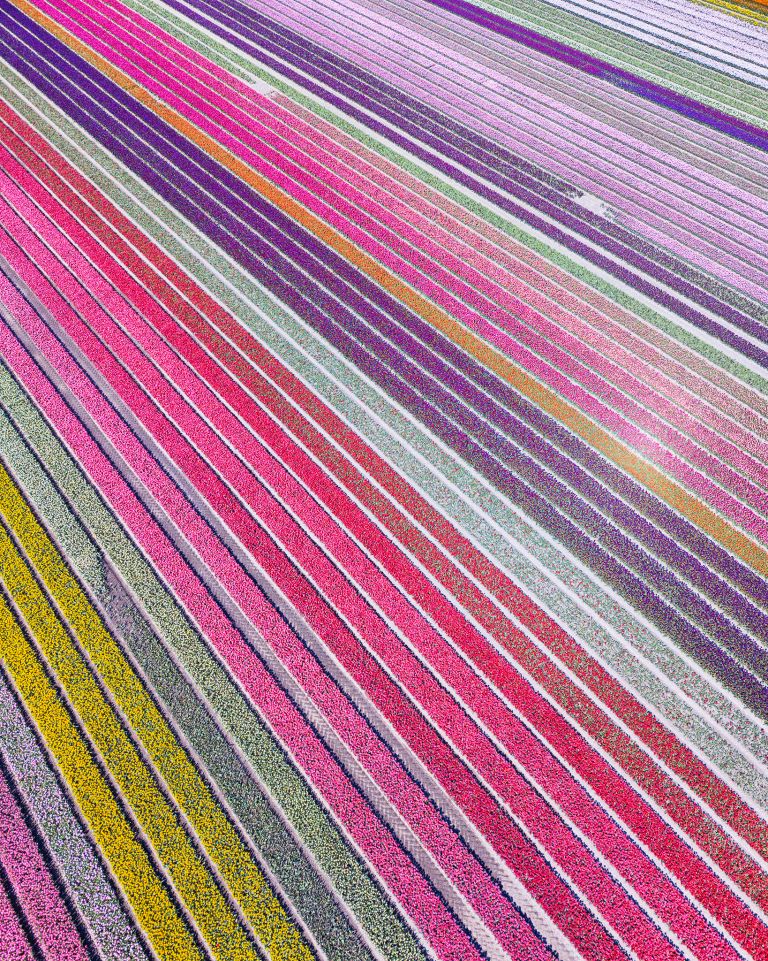 Tulip field by drone near Almere