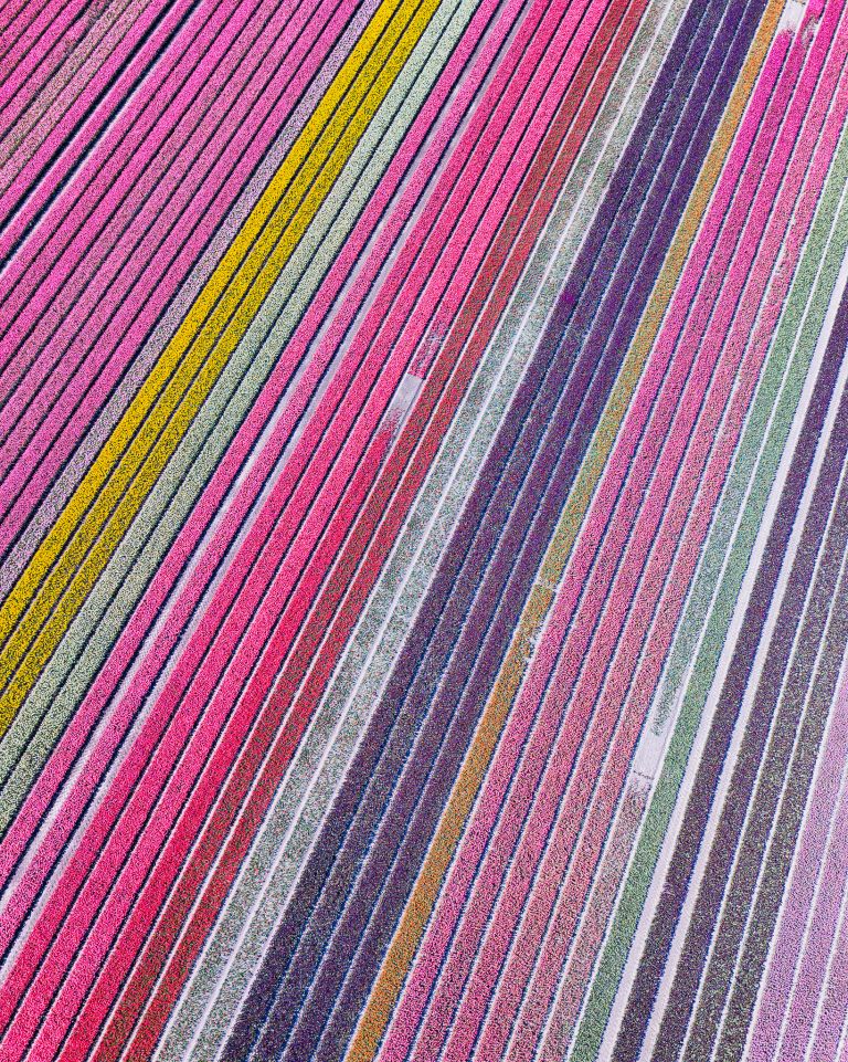 Tulip field by drone near Almere