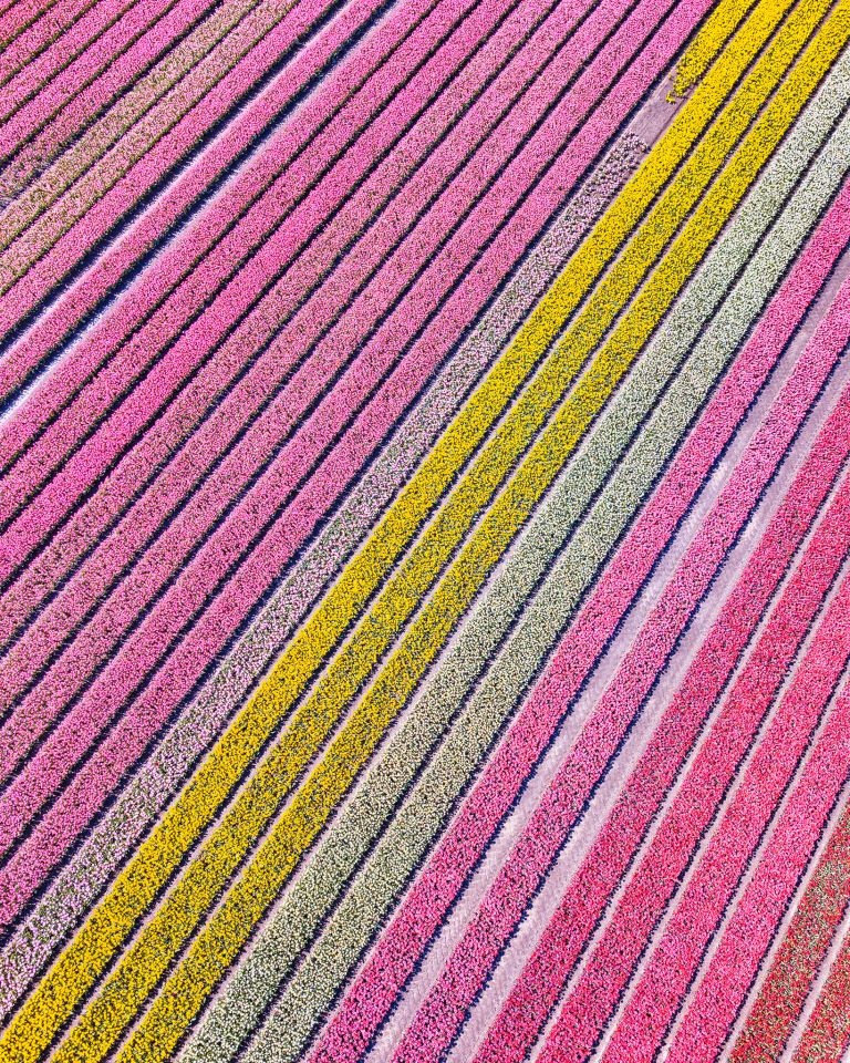 Tulip field by drone near Almere