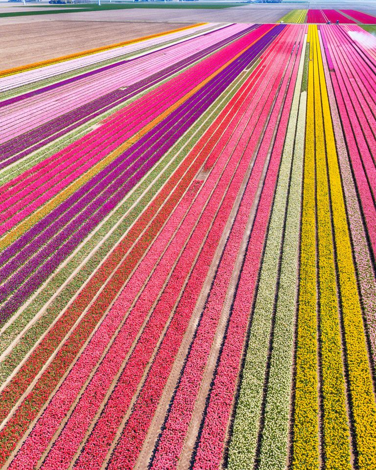 Tulip field by drone near Almere