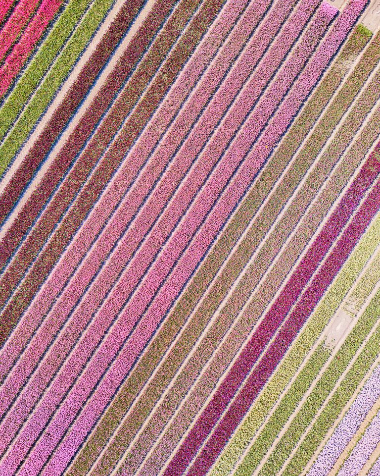 Tulip field by drone near Almere