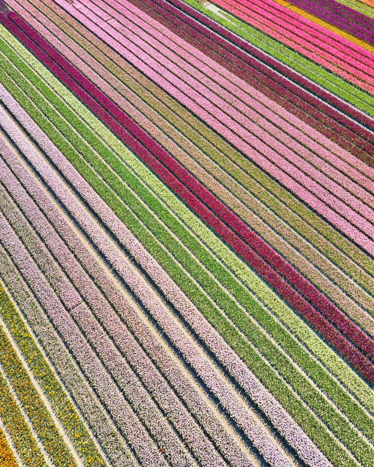 Tulip field by drone near Almere