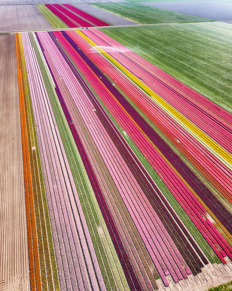 Tulip field by drone near Almere