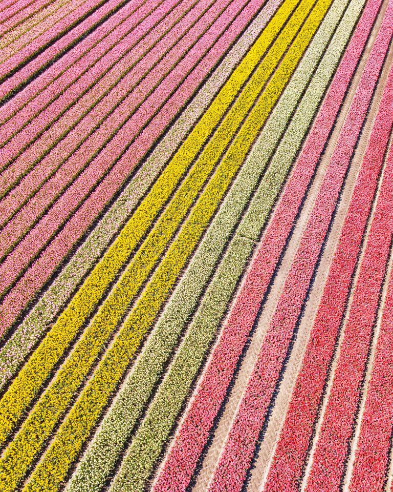 Tulip field by drone near Almere