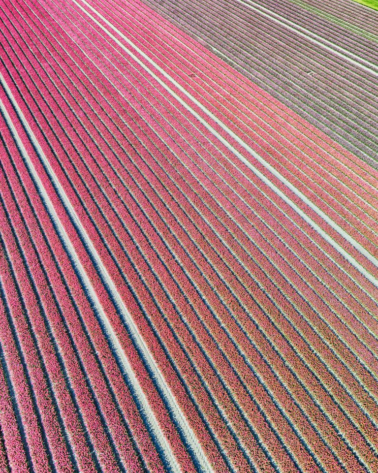 Tulip field by drone near Almere