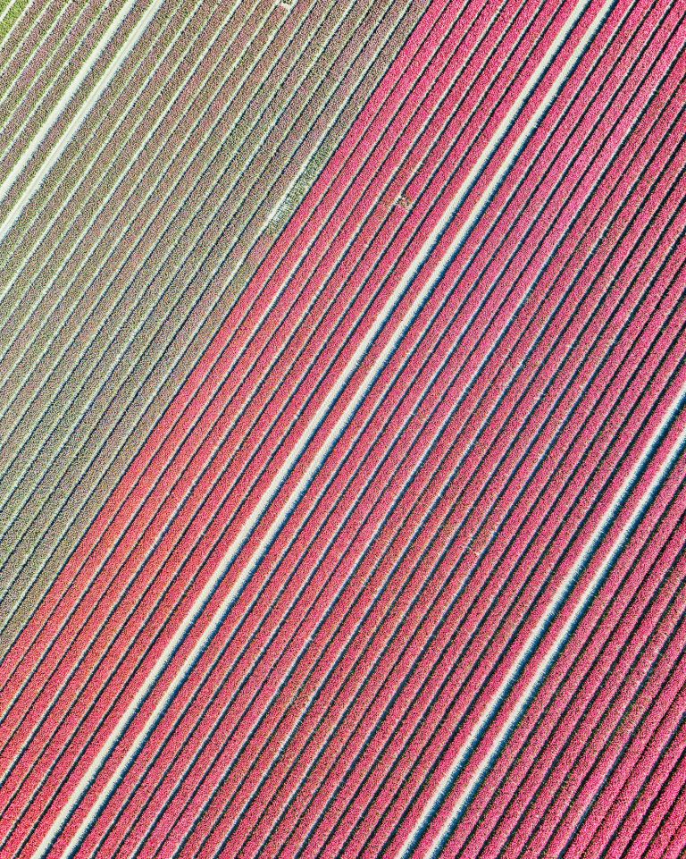 Tulip field by drone near Almere