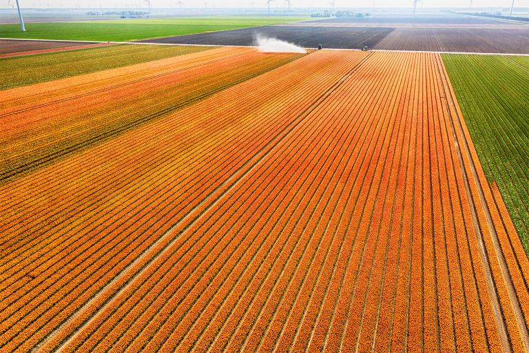 Tulip field by drone near Almere