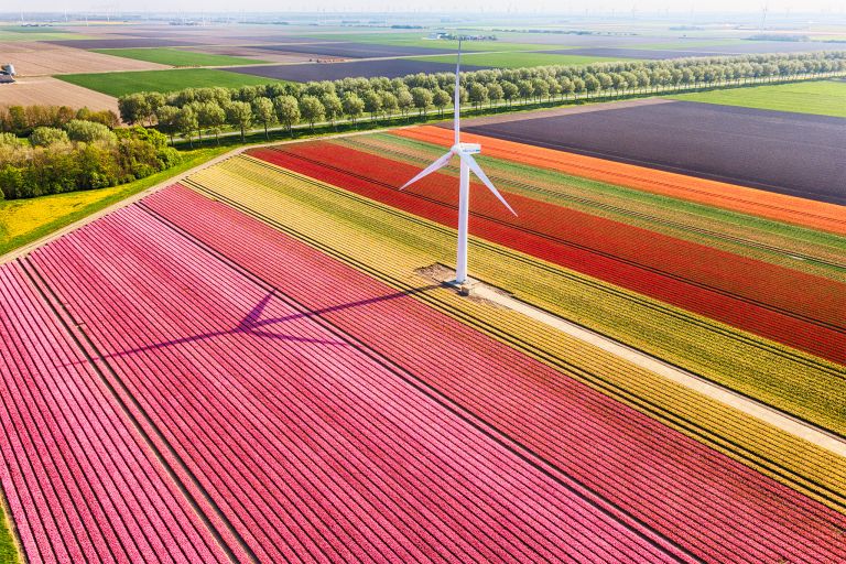 Tulip field by drone near Almere