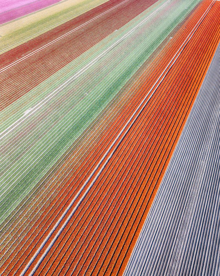 Tulip field by drone near Almere