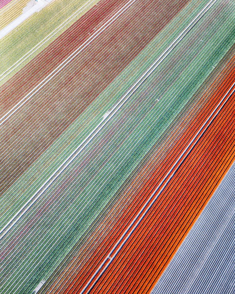 Tulip field by drone near Almere