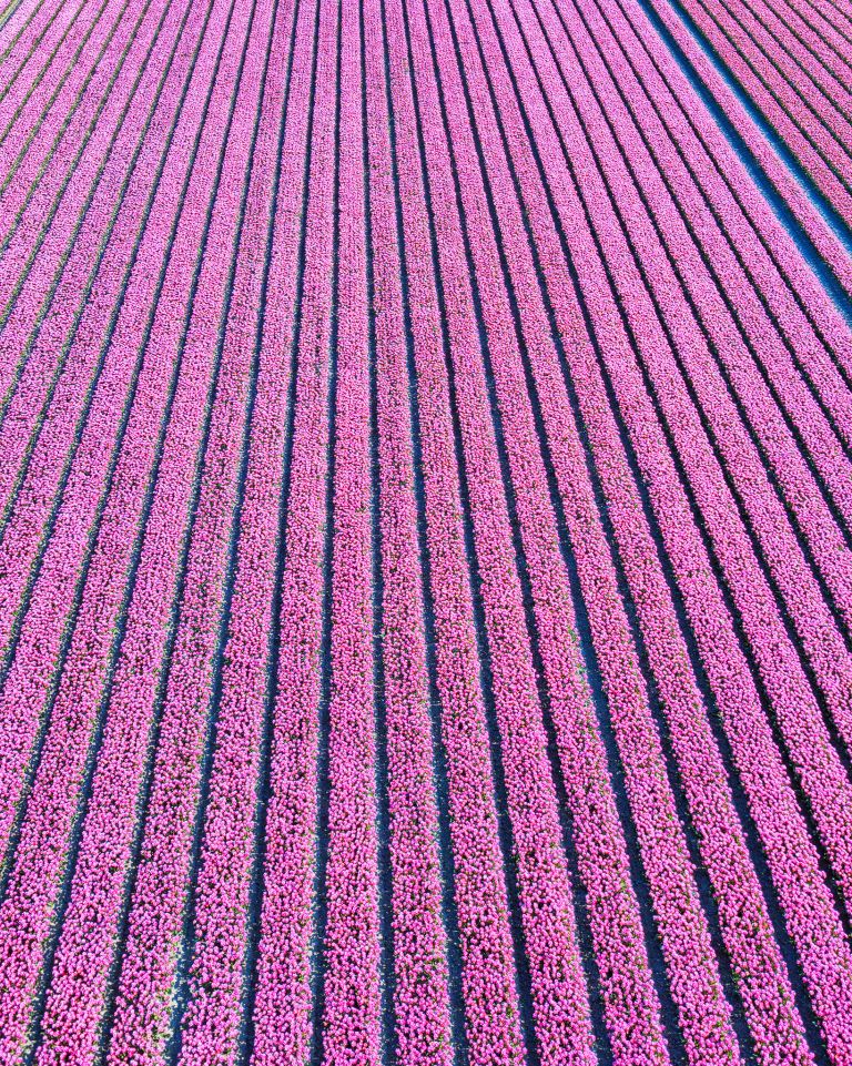 Tulip field by drone near Almere