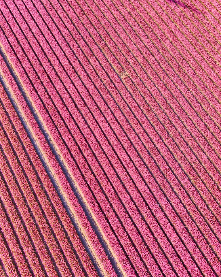 Tulip field by drone near Almere