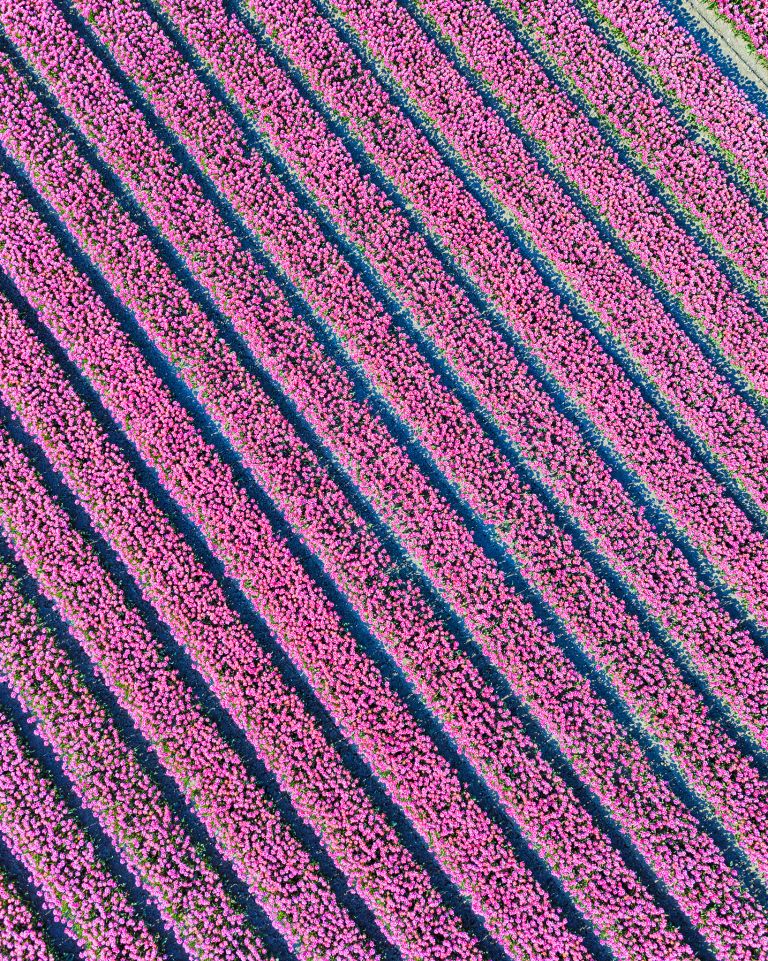 Tulip field by drone near Almere