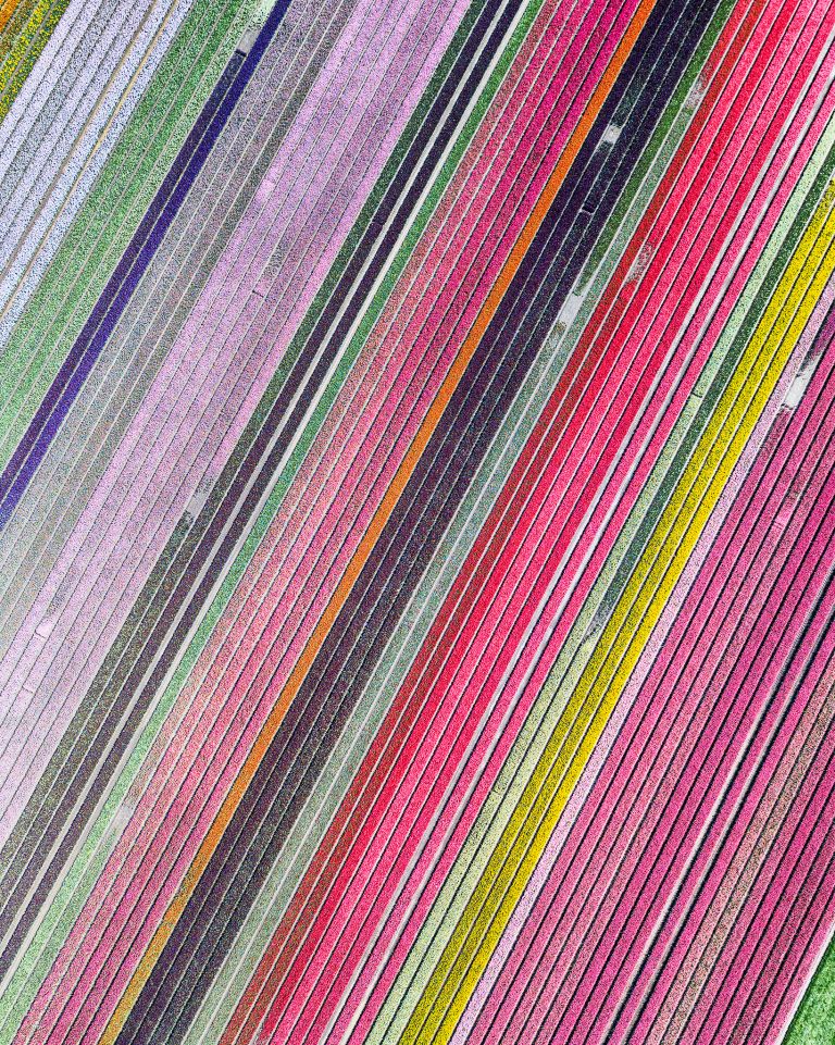 Colourful drone top-down of a tulip field