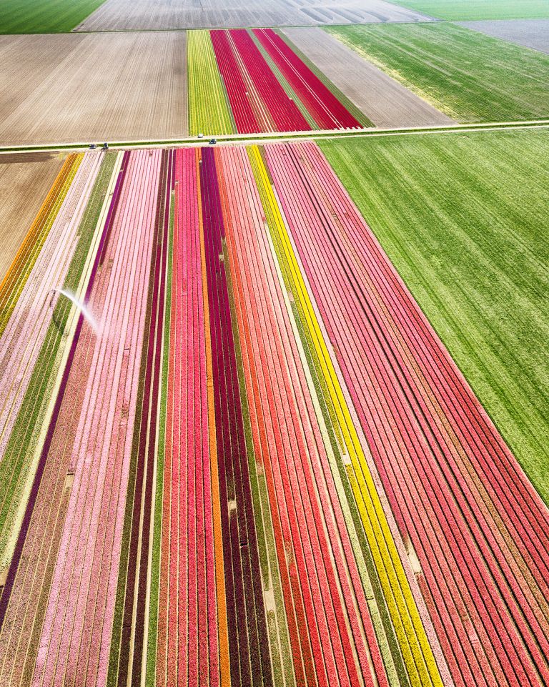Two tulip fields from my drone