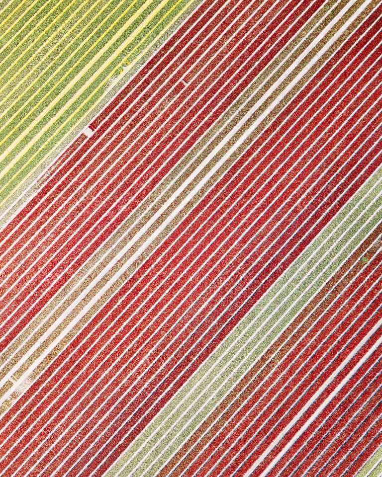 Rows of tulips from the air