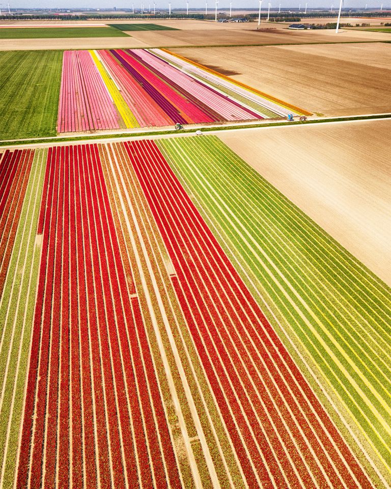 Two tulip fields from my drone